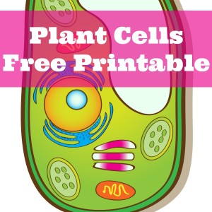 Plant Cells Printable Pack - Only Passionate Curiosity