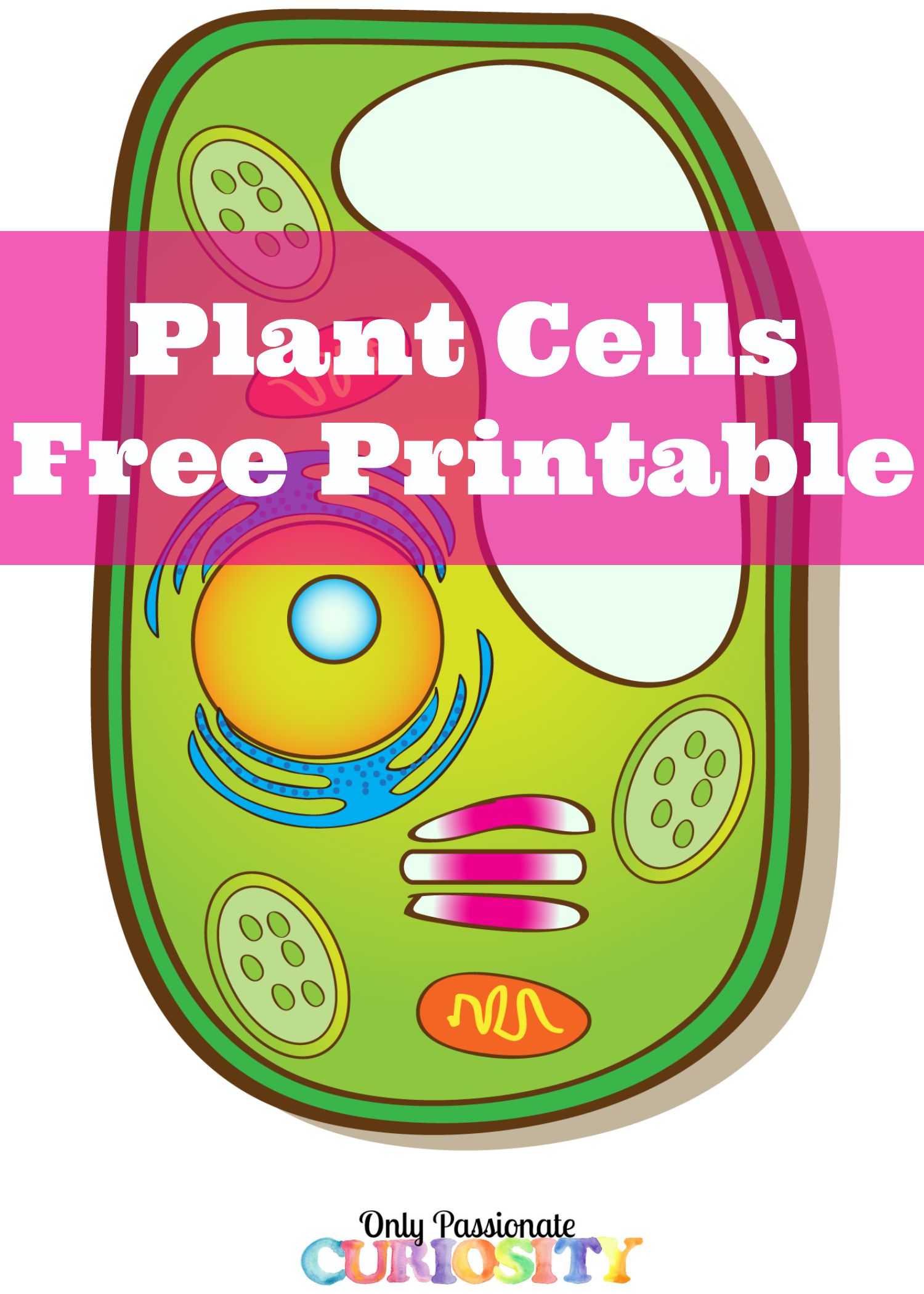 plant-cells-printable-pack-only-passionate-curiosity