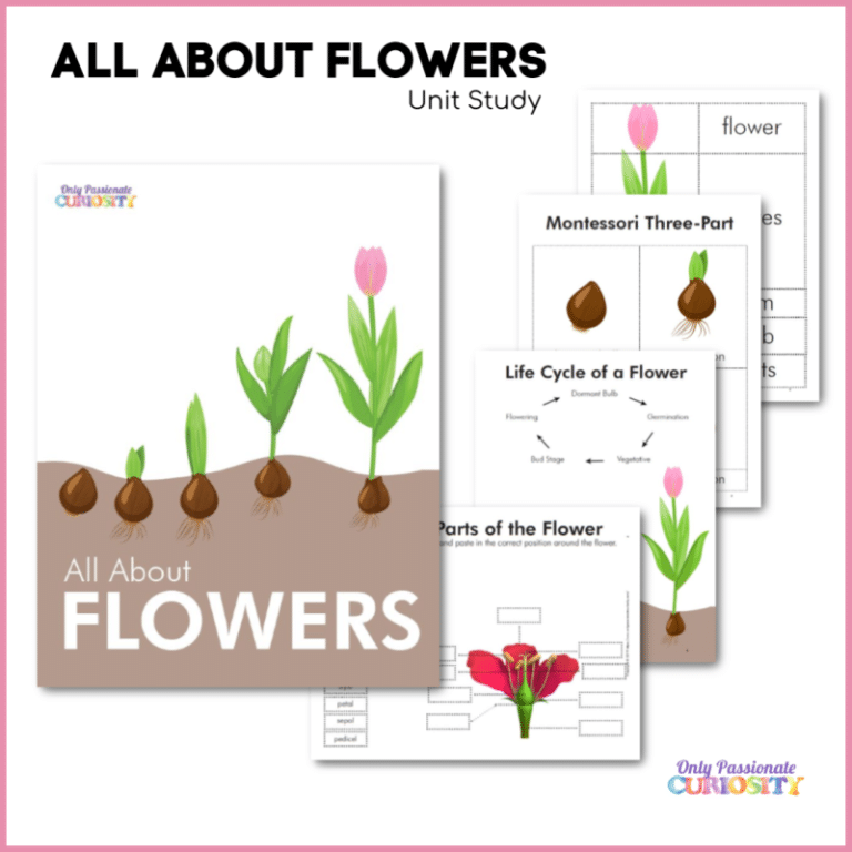 All About Flowers – Life Cycle Unit Study