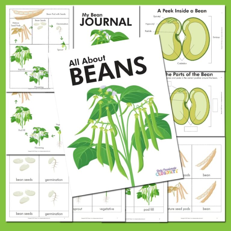 All About Beans–Life Cycle Unit Study