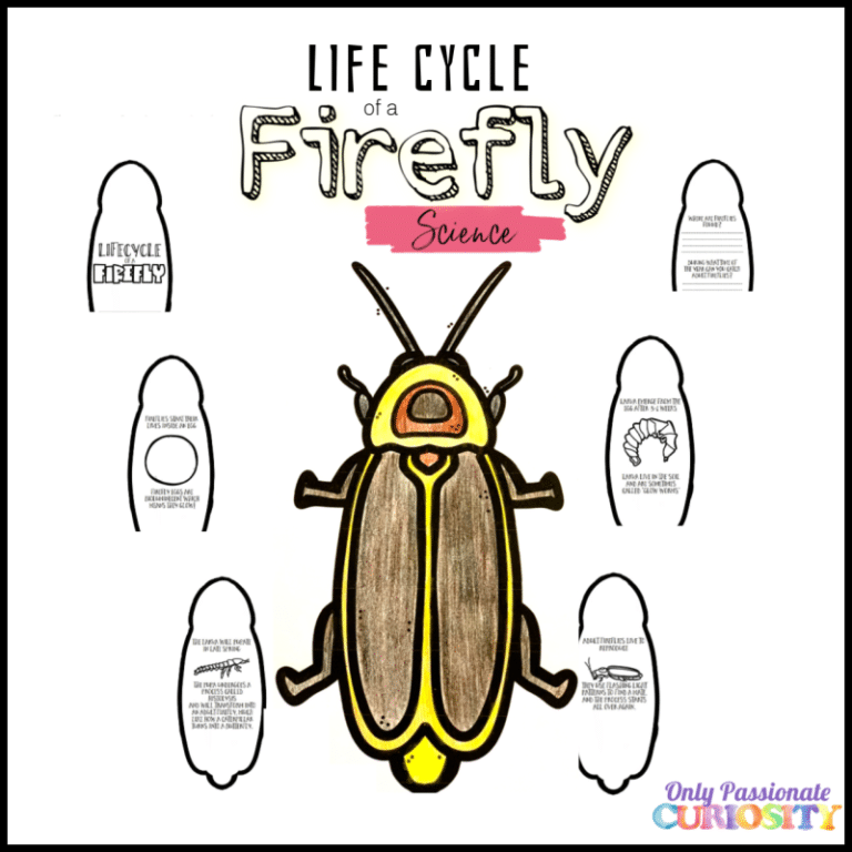 Life Cycle of a Firefly - Only Passionate Curiosity