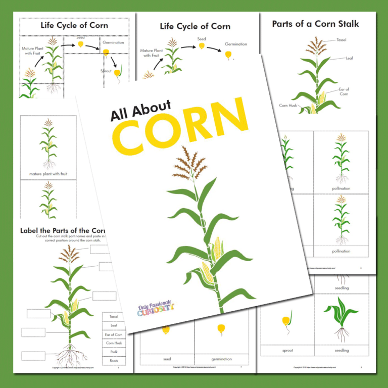 All About Corn: Life Cycle Unit Study
