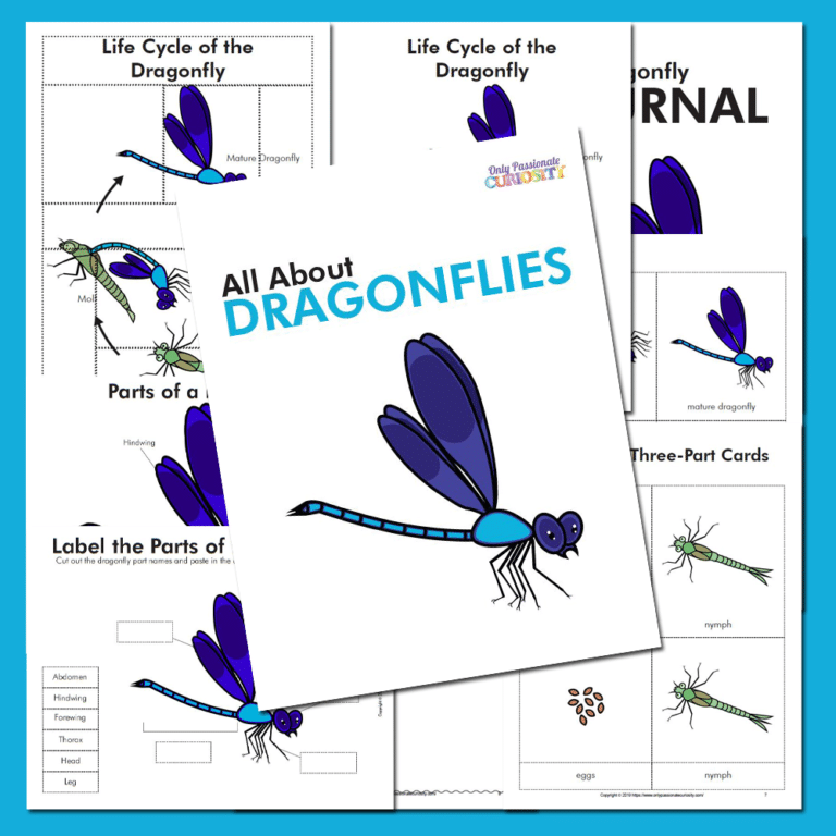 All About Dragonflies: Life Cycle Unit Study