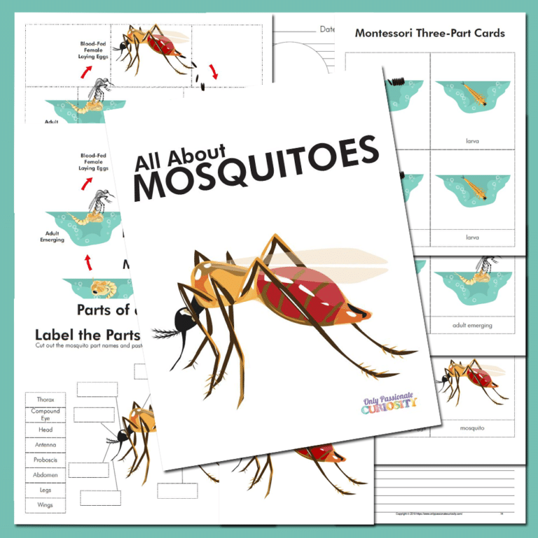 All About Mosquitoes- Life Cycle Unit Study