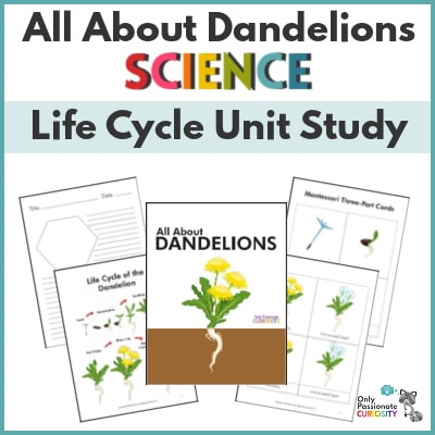 All About Dandelions–Life Cycle Unit Study