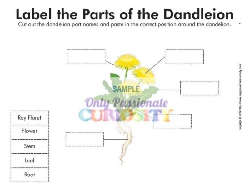 All About DandelionsLife Cycle Unit Study Only Passionate Curiosity
