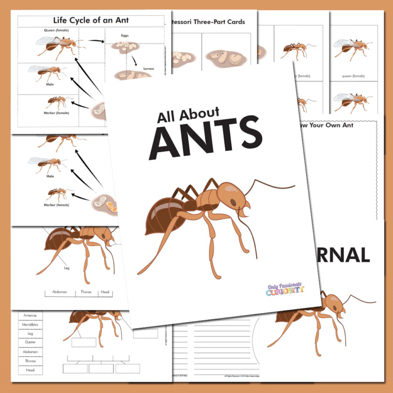 All About Ants: Life Cycle Unit Study