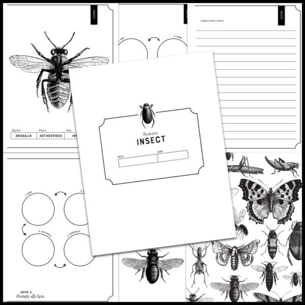 insect notebook pages