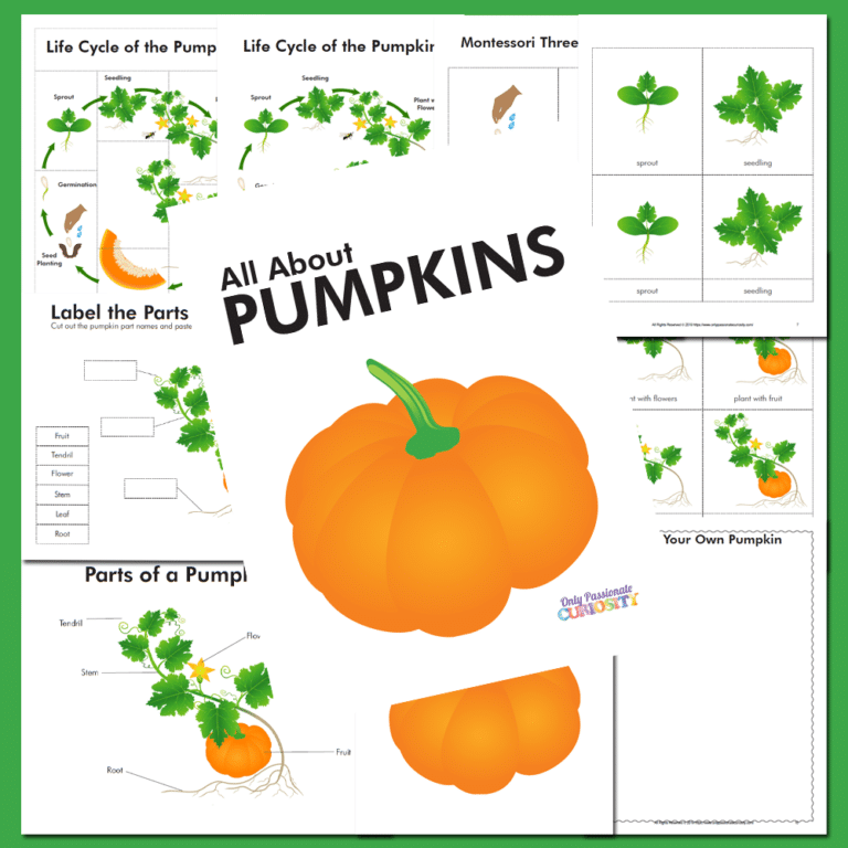 All About Pumpkins: Life Cycle Study
