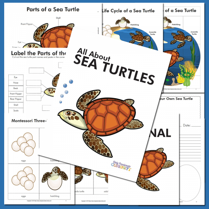 sea turtle life cycle unit study