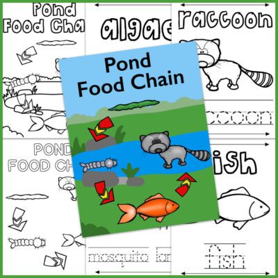 pond food chain coloring pages
