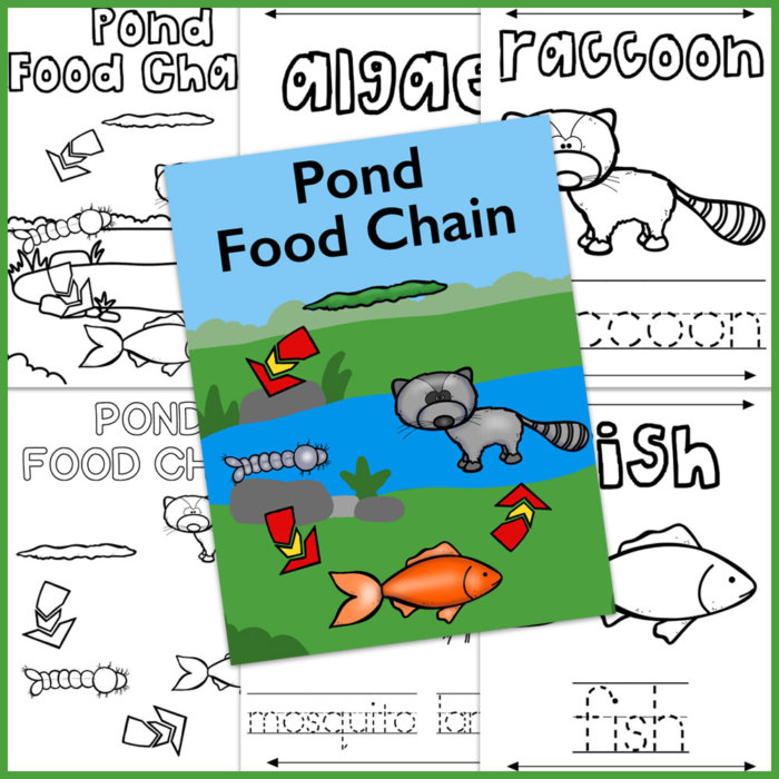 Pond Food Chain - Only Passionate Curiosity