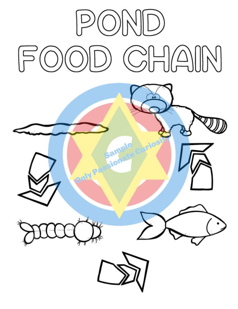 Pond Food Chain - Only Passionate Curiosity