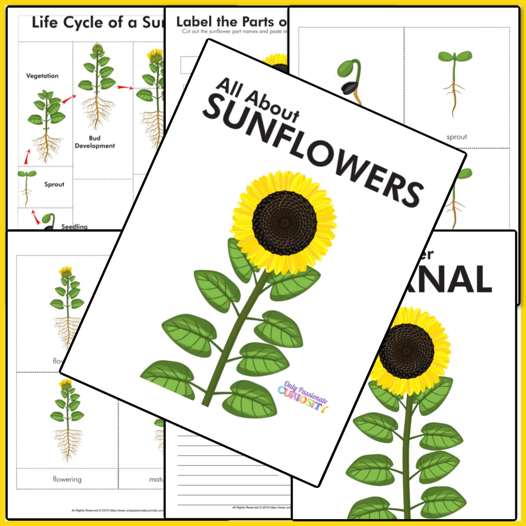 All About Sunflowers – Life Cycle Study